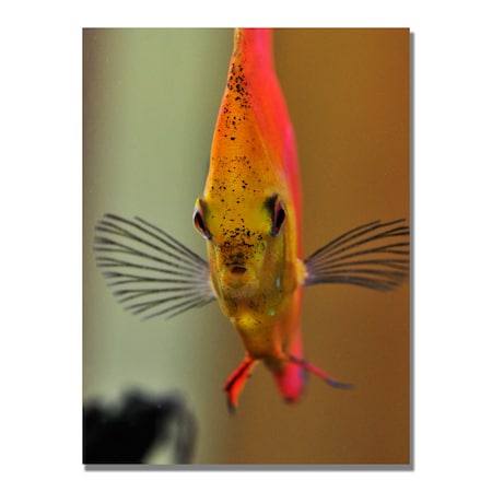 Kurt Shaffer 'Talking With A Fish' Canvas Art,30x47